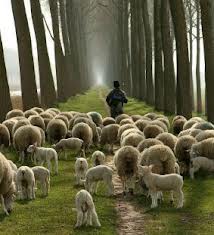 shepherd